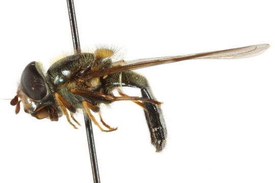 539.cncdb cnc diptera 16041 1312394246 jpg.580x360