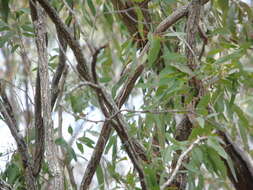 Image of White-throated Honeyeater