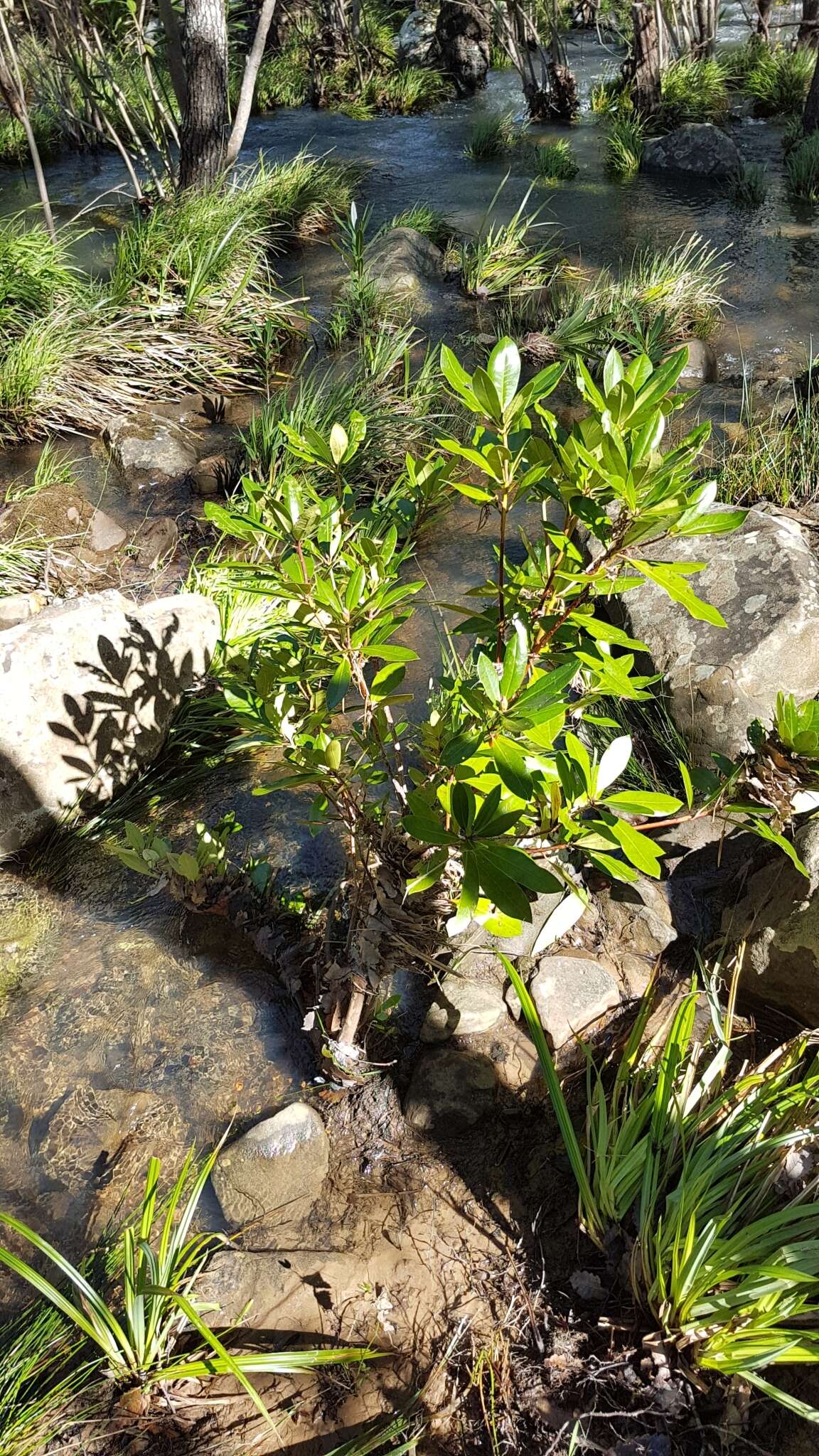 Imagem de Rhododendron ponticum subsp. baeticum (Boiss. & Reuter) Hand.-Mazz.