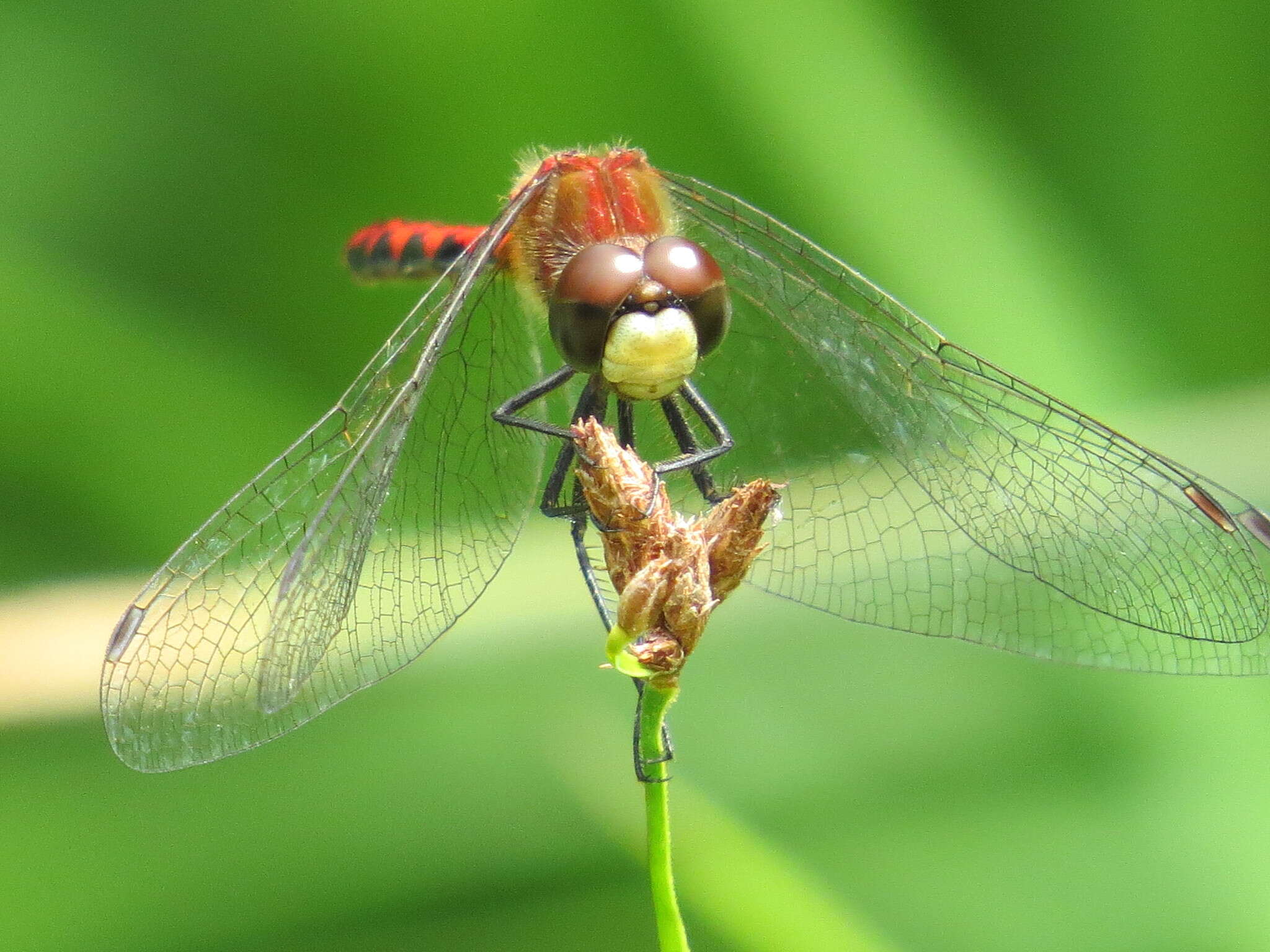 Image of White-faced Meadowhawk