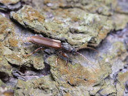 Image of Brown spruce longhorn beetle