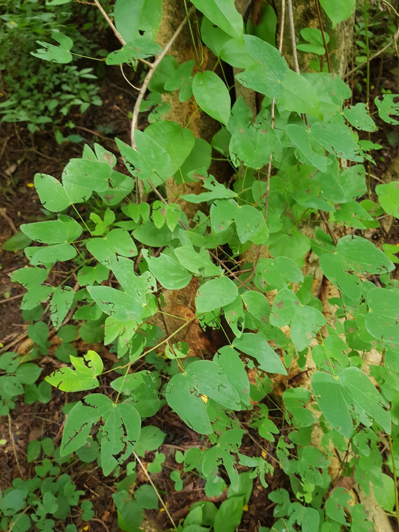 Plancia ëd Bauhinia glabra Jacq.