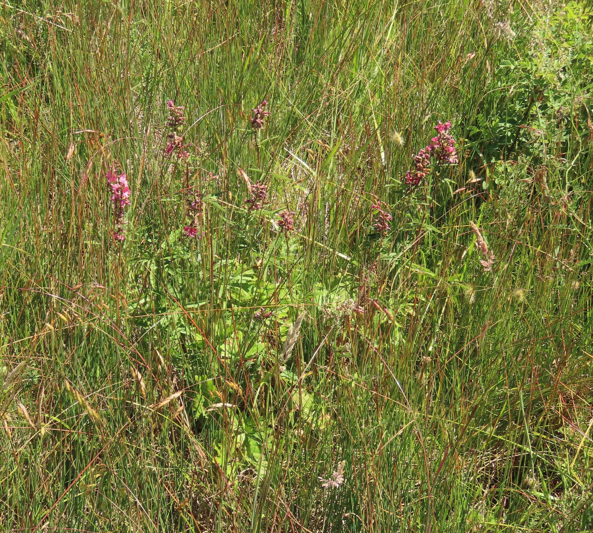 Plancia ëd Sidalcea nelsoniana Piper