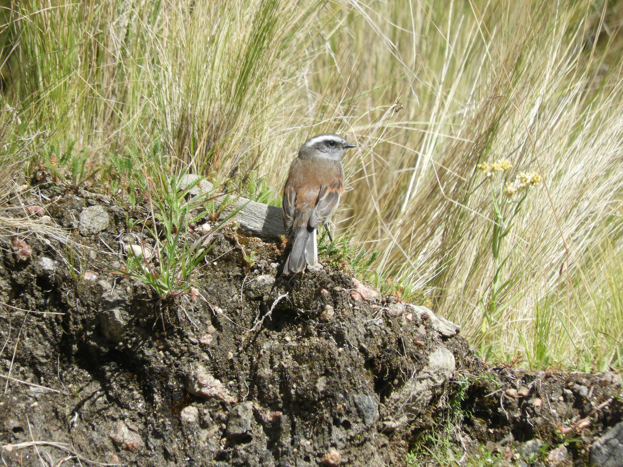 Ochthoeca leucophrys (d'Orbigny & Lafresnaye 1837)的圖片