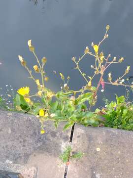 Image of Hieracium amplexicaule subsp. spelaeum (Arv.-Touv.) Zahn