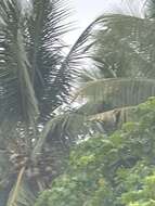 Image of Umbrella Cockatoo