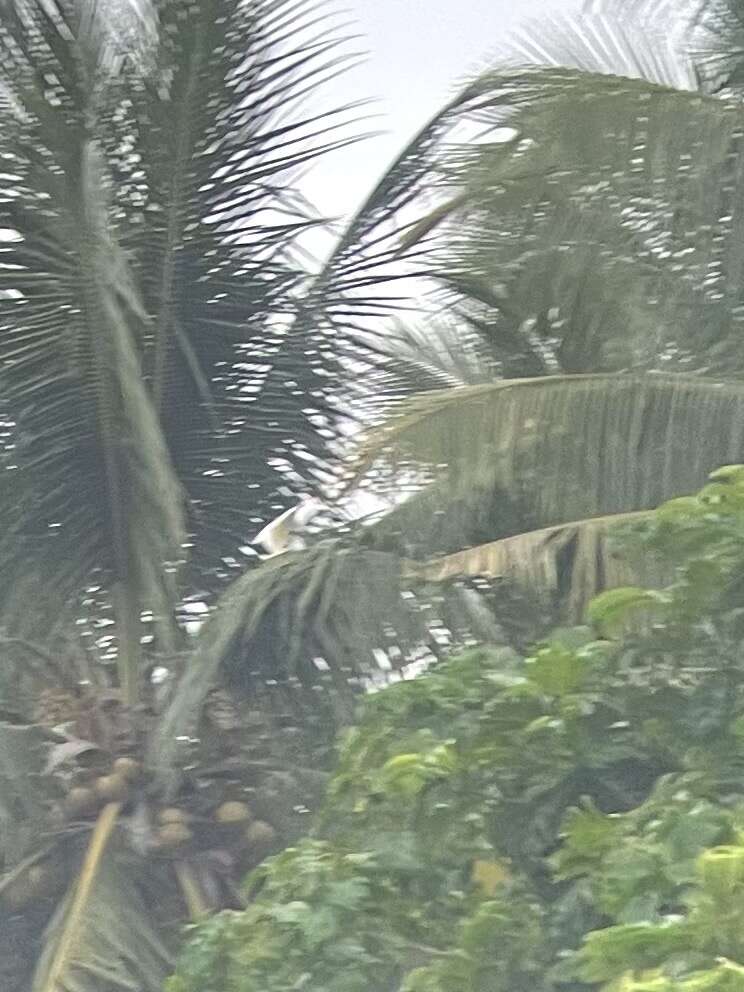 Cacatua alba (Müller & Pls 1776) resmi