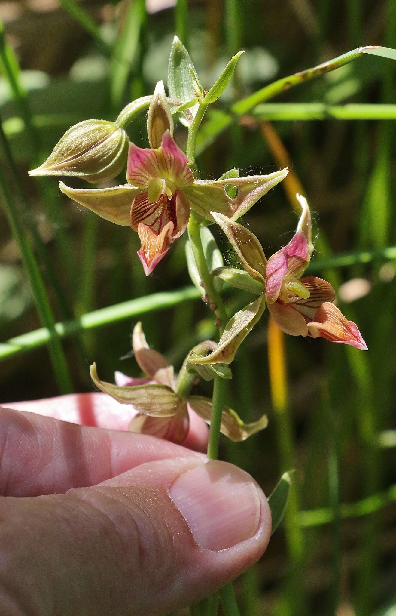 Image of Stream orchid