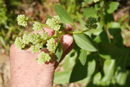 Image of groovestem Indian plantain