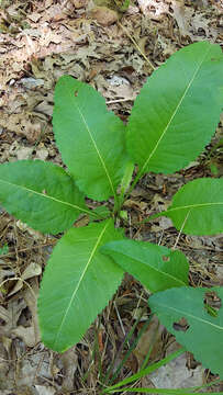 Sivun <i>Parthenium <i>integrifolium</i></i> var. integrifolium kuva