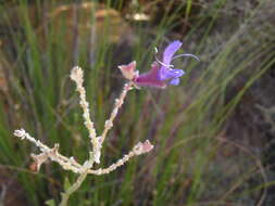 Salvia albicaulis Benth. resmi