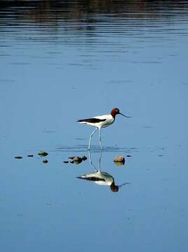 Image of Australian Red-necked Avocet