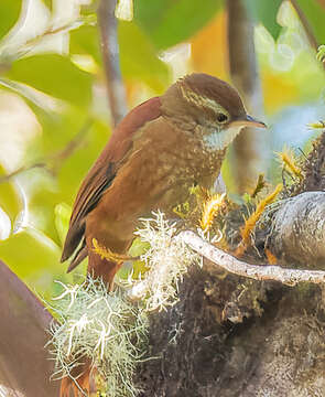 Margarornis rubiginosus Lawrence 1865的圖片