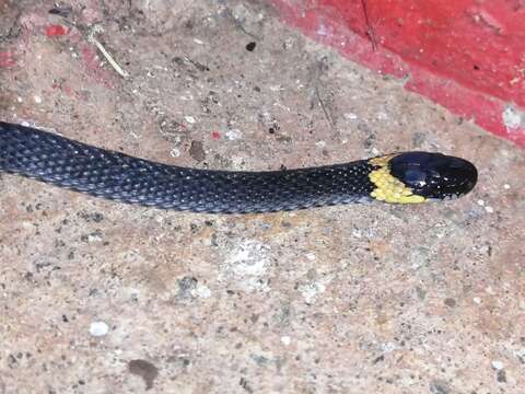 Image of Ringneck Coffee Snake