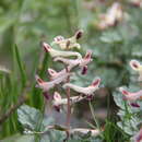 Image of Corydalis darwasica Regel ex Prain