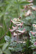 Image of Corydalis darwasica Regel ex Prain