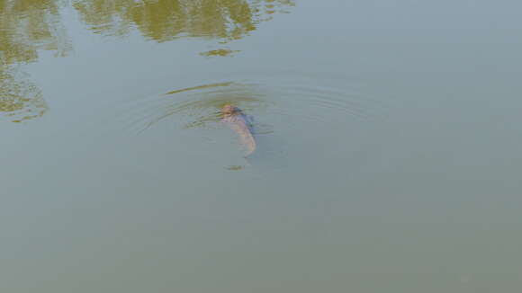 Image of Australian lungfish