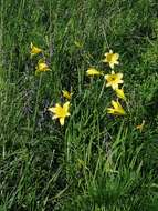 Image of dwarf yellow day lily