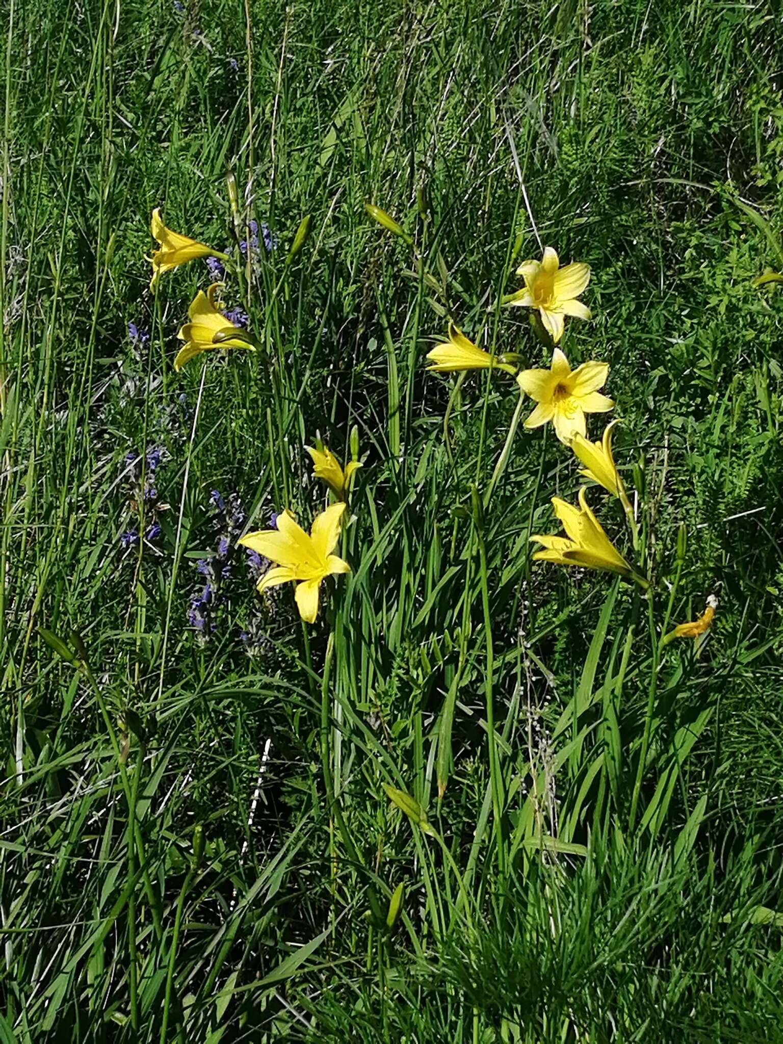 Image of dwarf yellow day lily