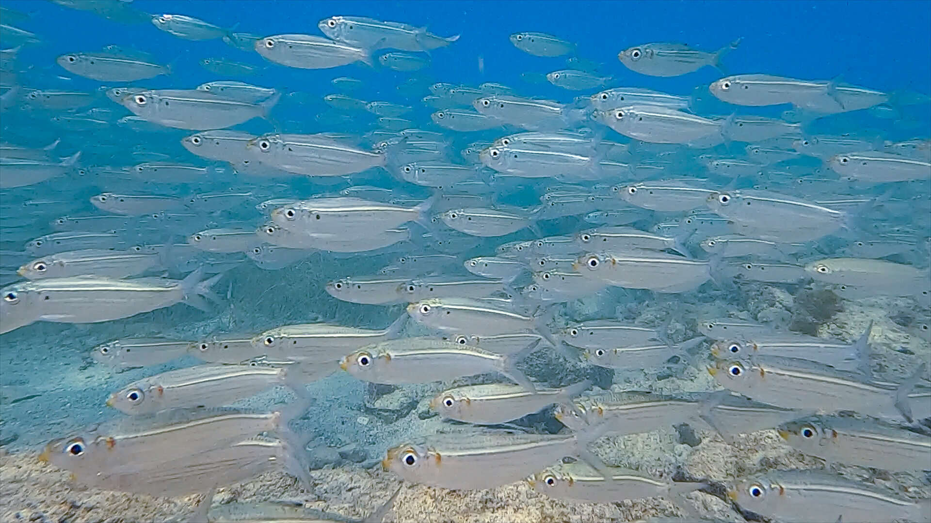 Image of Loose-scaled sardine