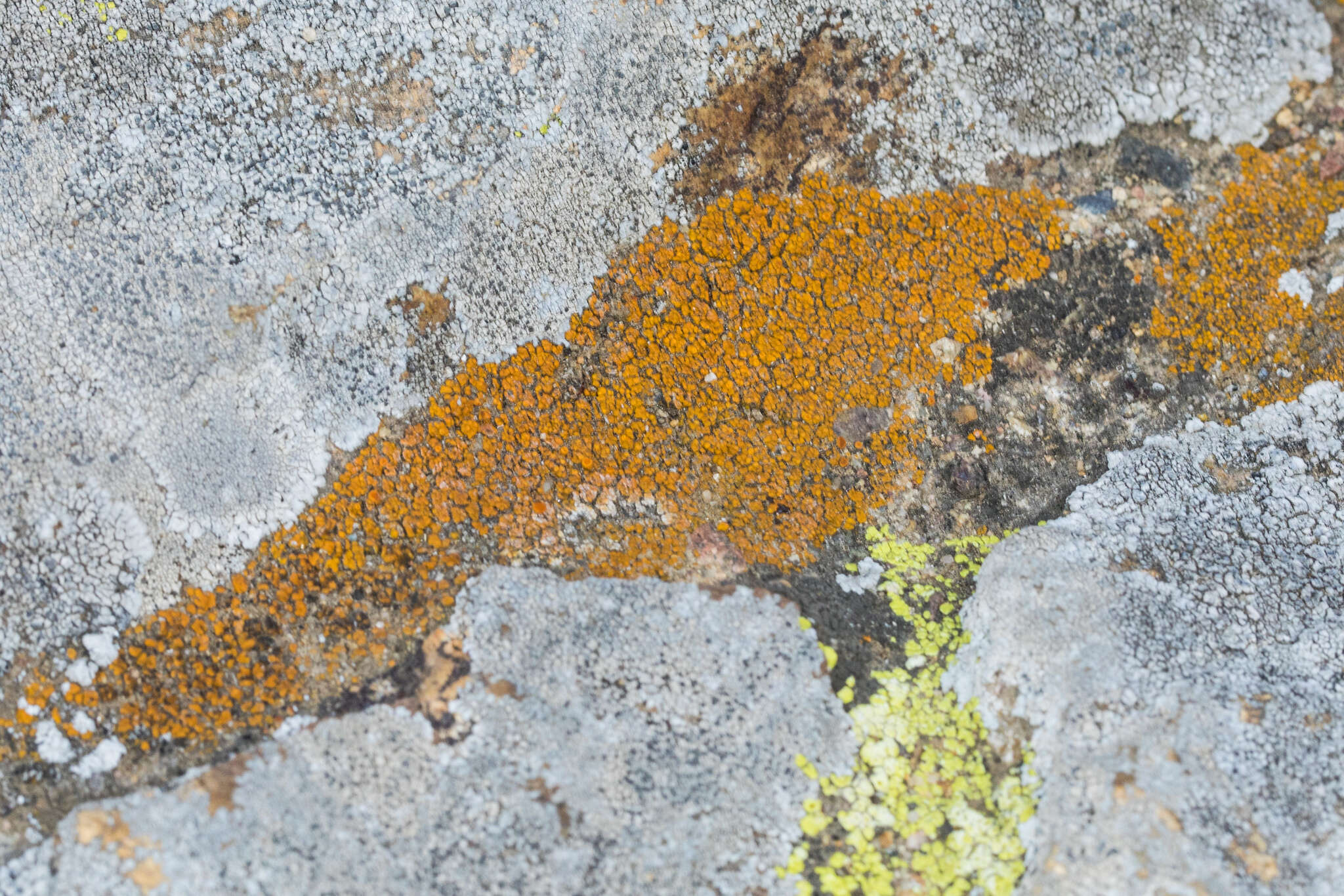 Image of orange lichen