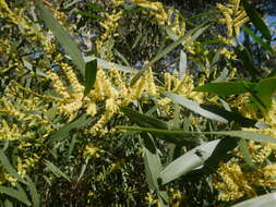 Imagem de Acacia longifolia subsp. longifolia