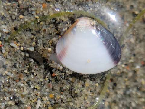 Imagem de Nutricola tantilla (Gould 1853)