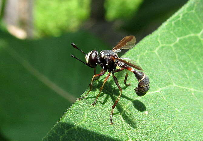 Physocephala marginata (Say 1823)的圖片