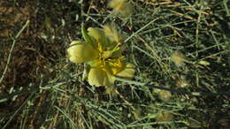 Image of Desert Broom