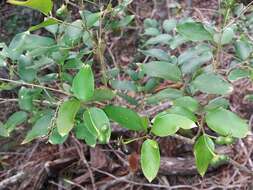 صورة Jasminum simplicifolium subsp. leratii