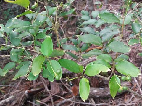 Image of Jasminum simplicifolium subsp. leratii