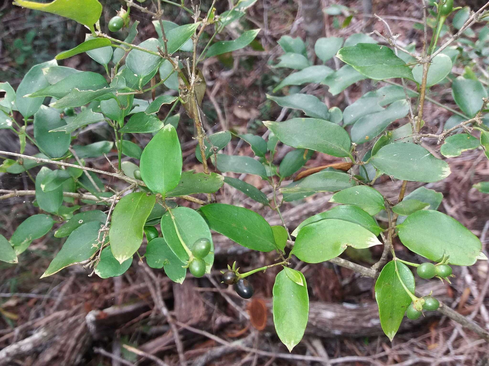 صورة Jasminum simplicifolium subsp. leratii