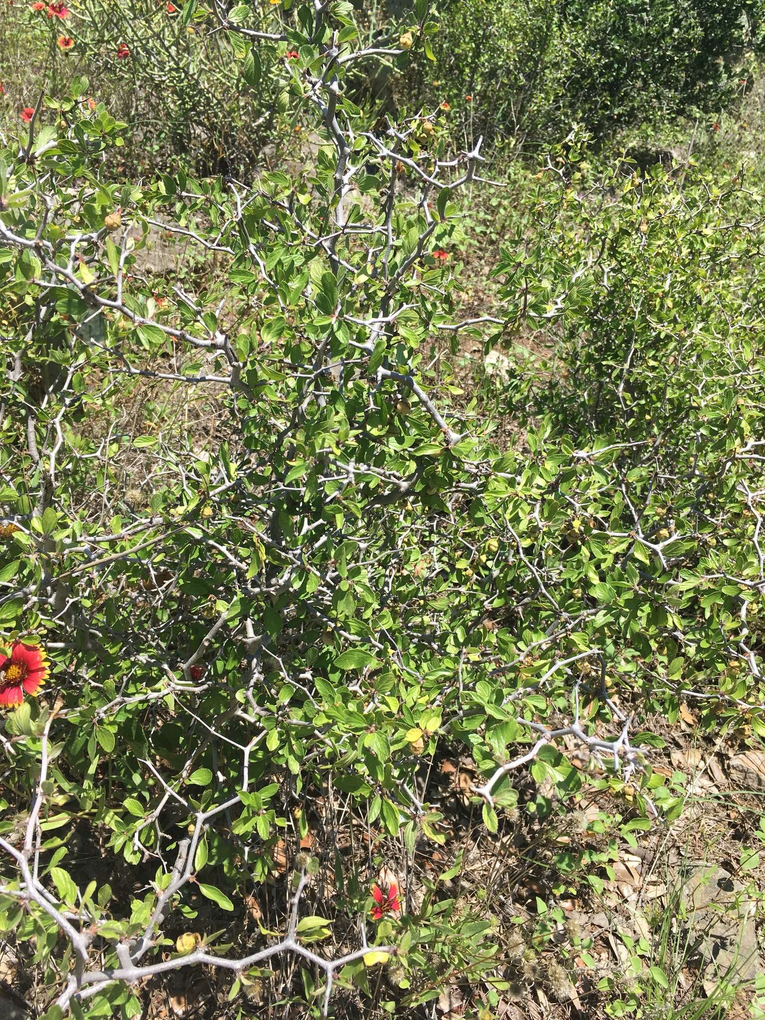 Image of Texan hogplum