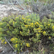 Image of California goldenbush