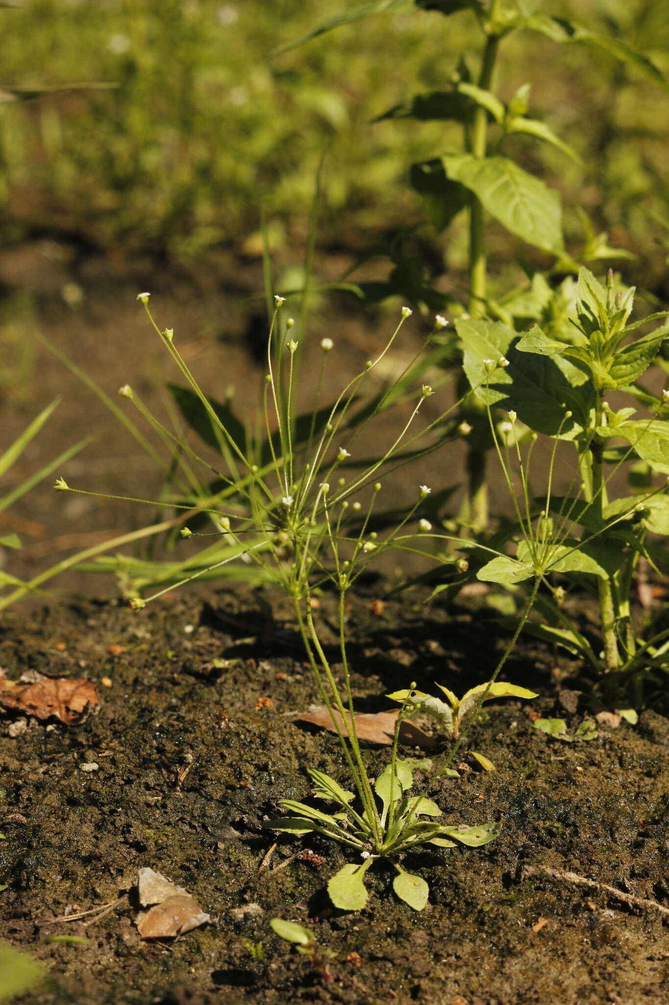 Image de Androsace filiformis Retz.