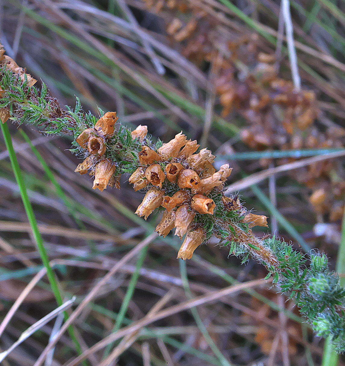 Image of Erica aspalathifolia Bolus