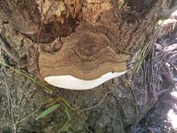 Imagem de Ganoderma brownii (Murrill) Gilb. 1962