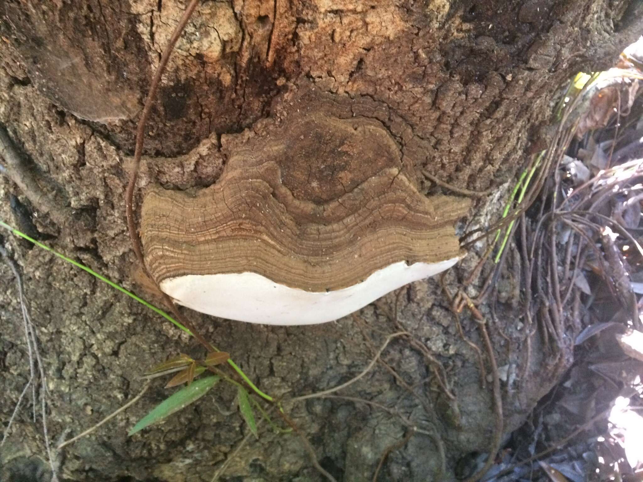 Plancia ëd Ganoderma brownii (Murrill) Gilb. 1962