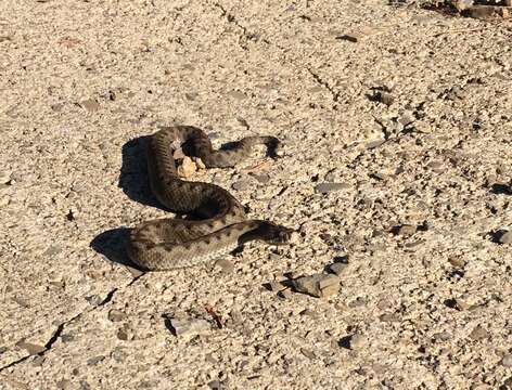 Image of Vipera aspis zinnikeri Kramer 1958