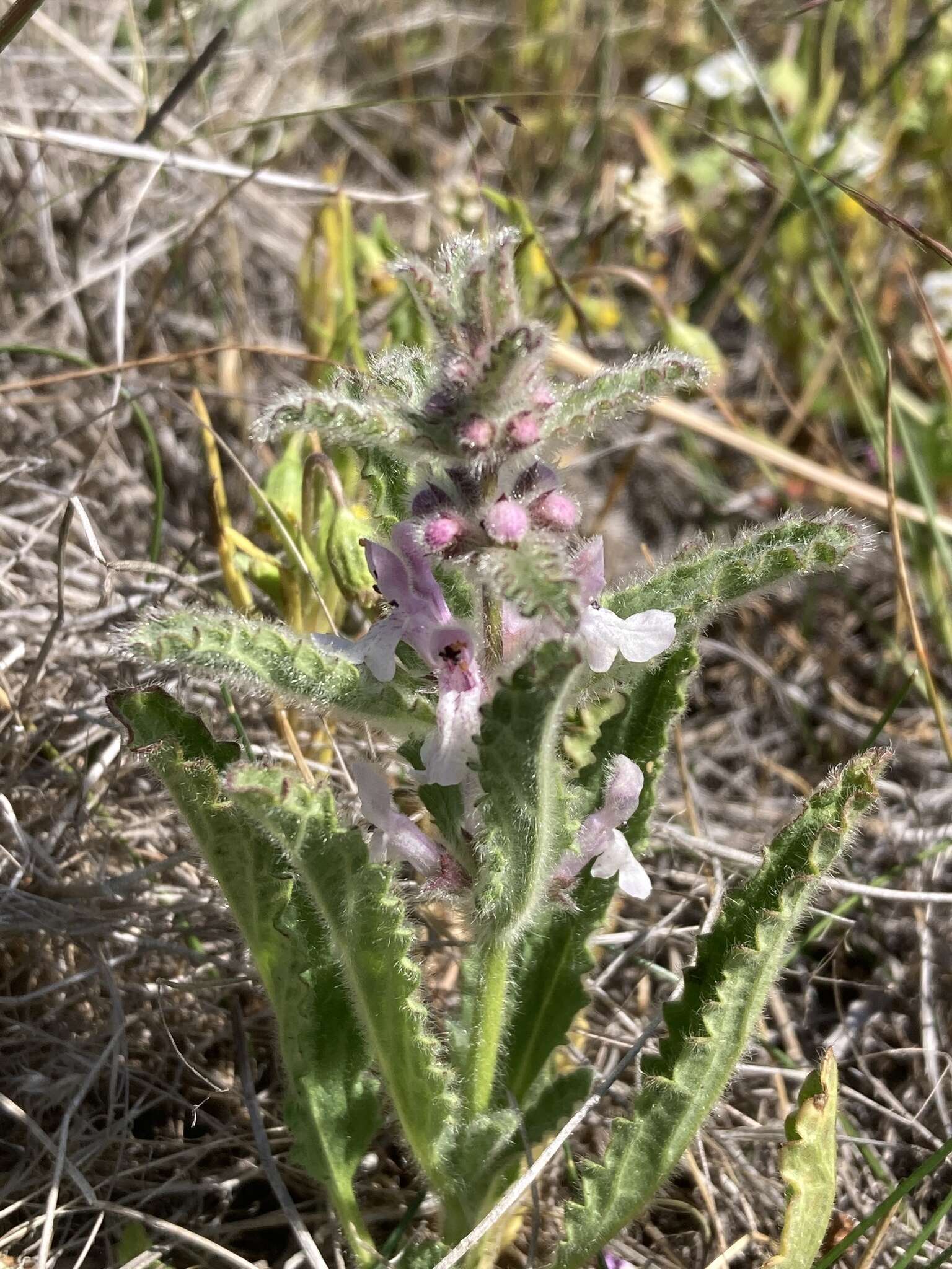 Image of bugle hedgenettle