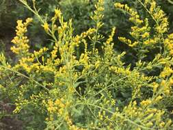 Image of Chapman's goldenrod