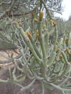 Image of Euphorbia fiherenensis Poiss.