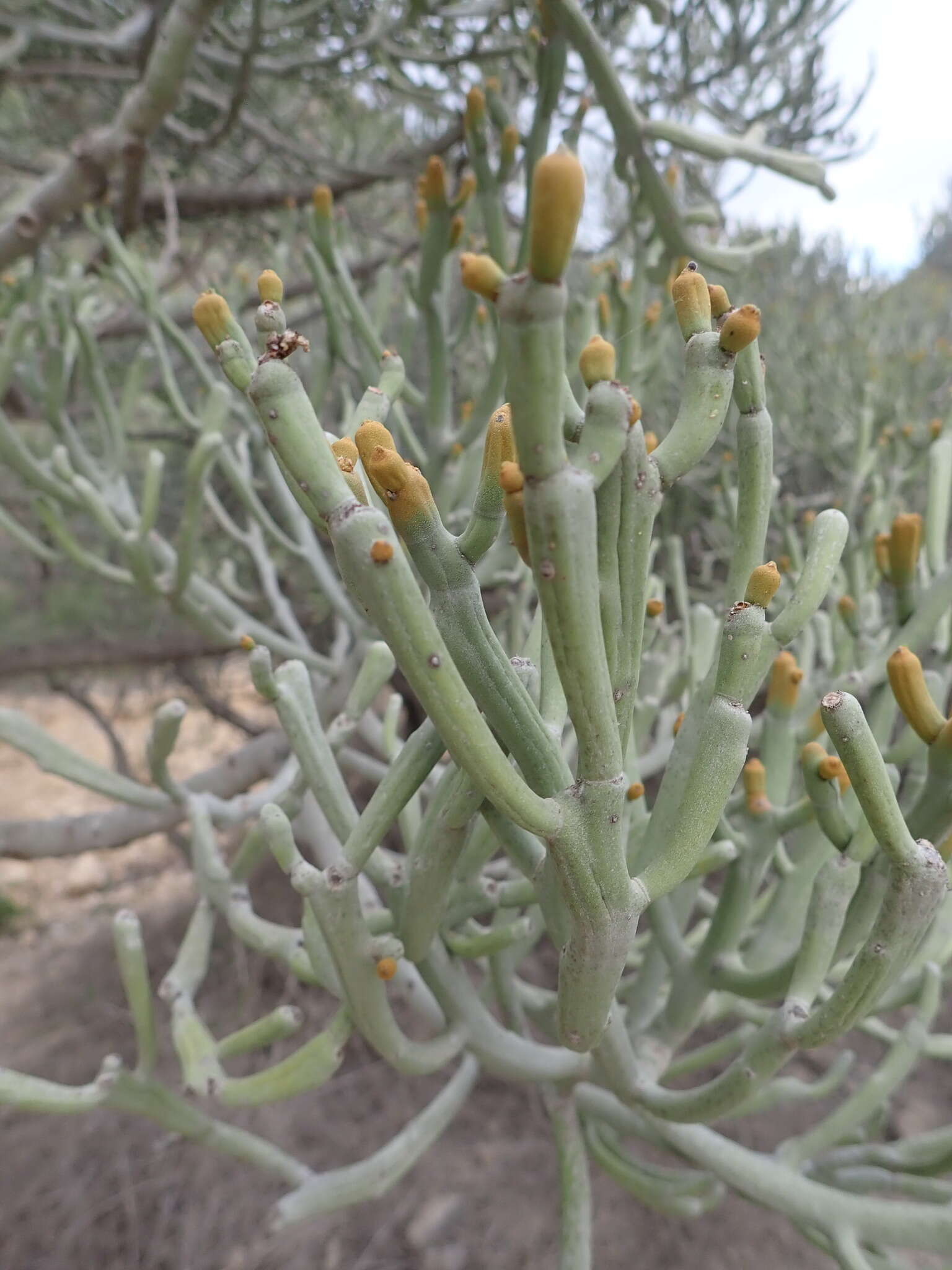 Image of Euphorbia fiherenensis Poiss.