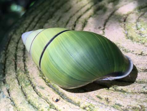 Слика од Amphidromus qiongensis He & Zhou 2017