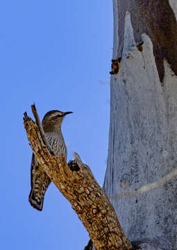 Climacteris picumnus victoriae Mathews 1912 resmi