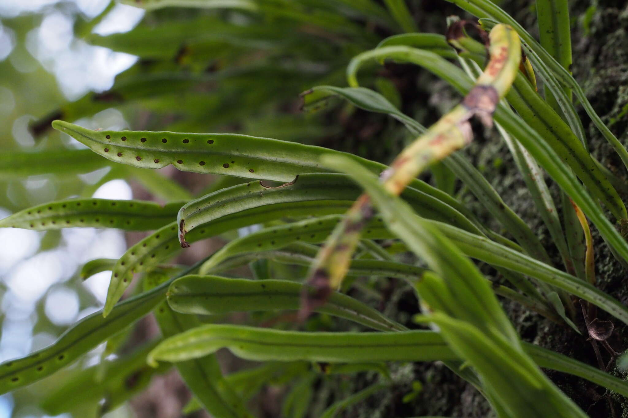 Image of Weeping Fern