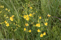 صورة Hypericum kalmianum L.