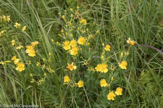 Image of Kalm's St. John's wort