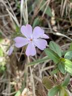 Image of Hentz's phlox