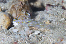 Fusigobius signipinnis Hoese & Obika 1988 resmi